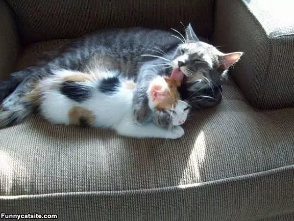 Cat Cleaning