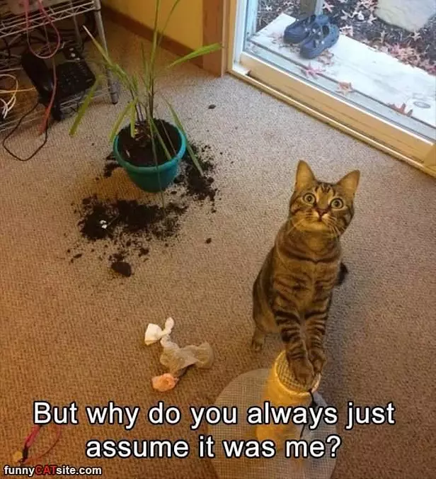 Why Do You Always Assume