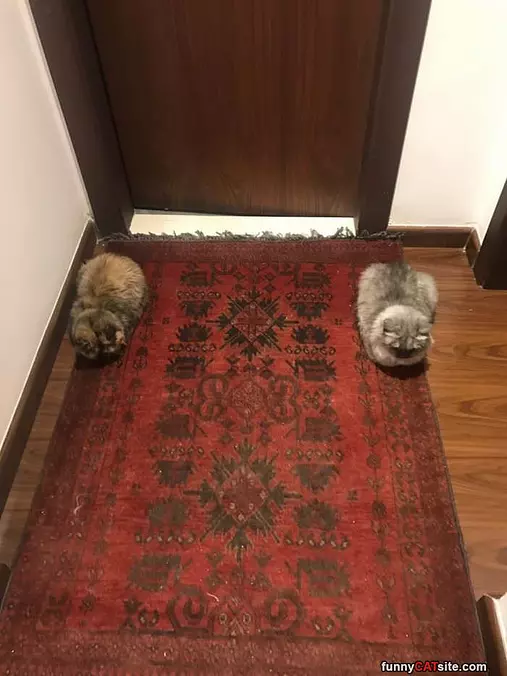 The Guardians