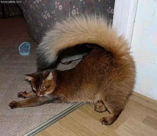 Big Stretch