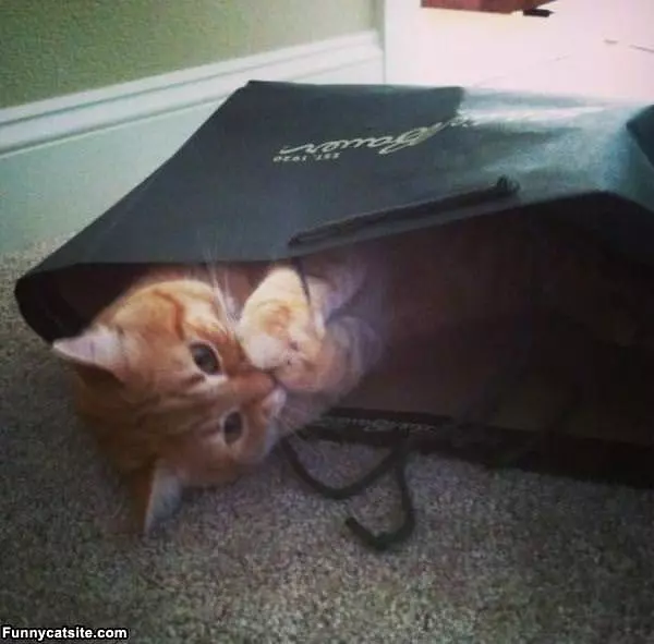 This Bag Is Not Bad