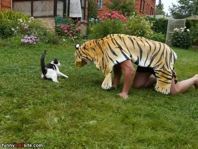 Rawrrrrrrr