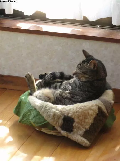 Basket Nap