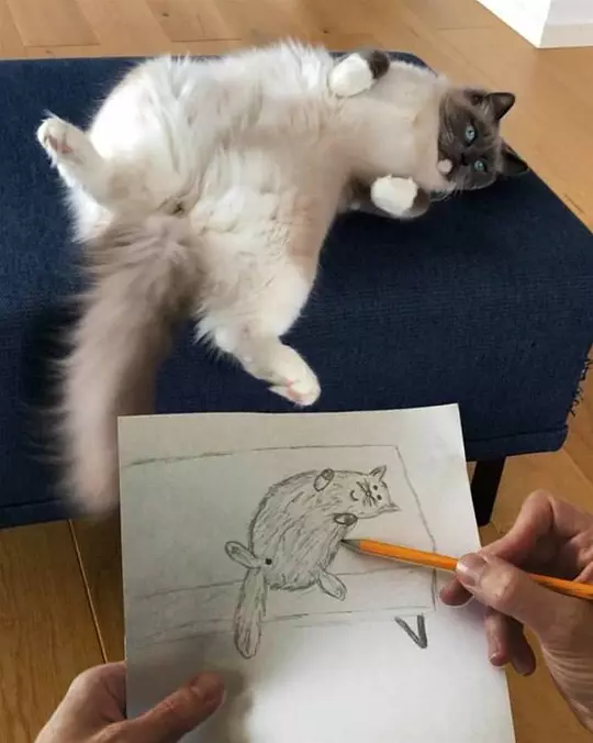 Drew A Kitty