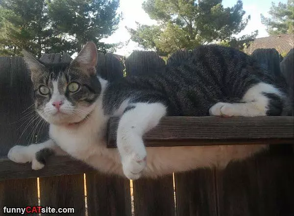 I See A Bird