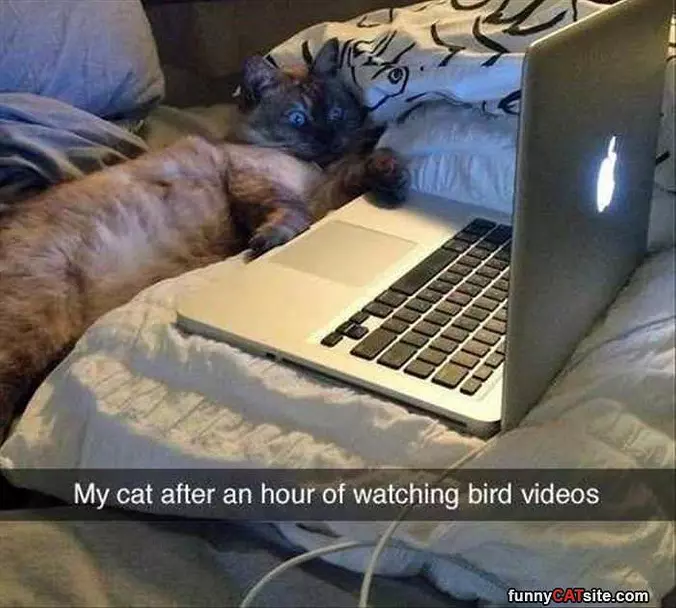 Bird Videos