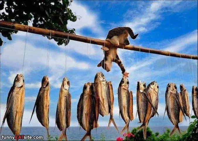 I Got Fish
