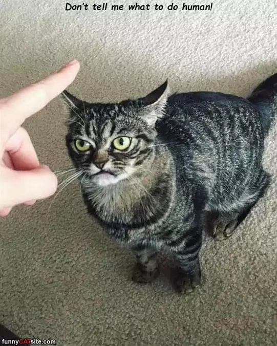 Do Not Tell Me What To Do