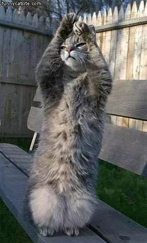 Cat Reaches High