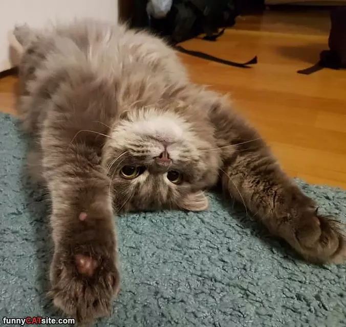 Nice Stretch