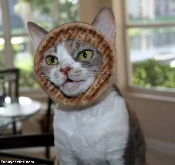 Toasted