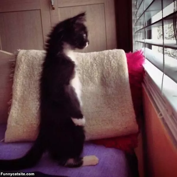 Any Birds Out There