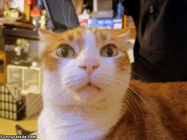 What Did You Say