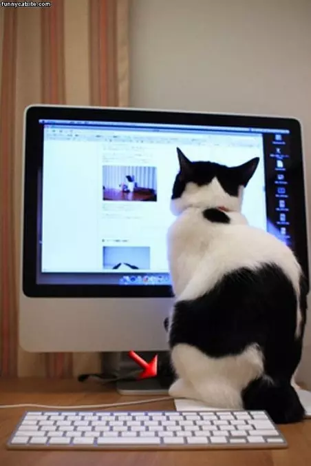 Internet Cat
