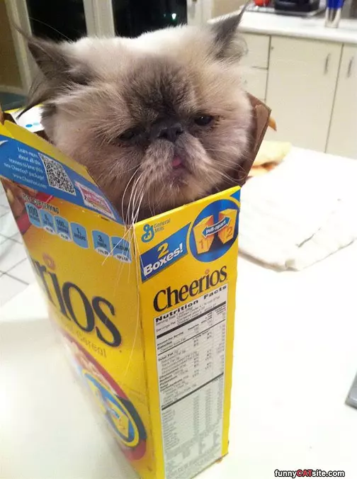 Pop Your Head Out