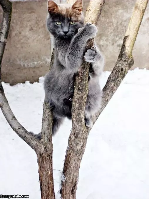 Im A Tree Cat