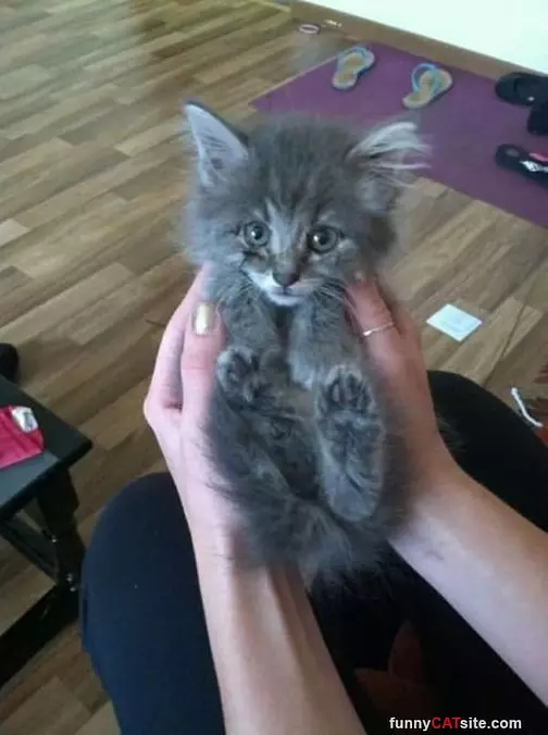 Cute Little Fuzz Ball