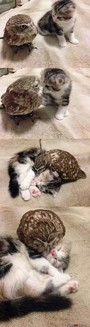 Friends