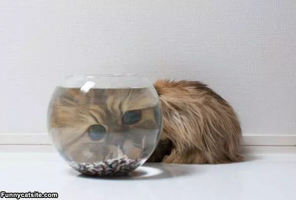 Fish Face