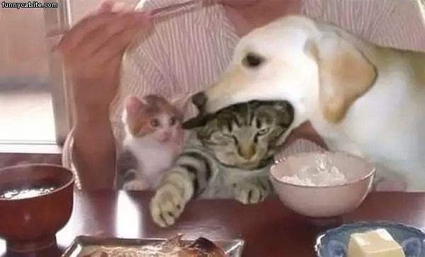 Dog Attack