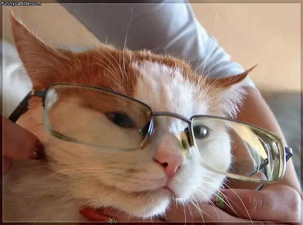 Cat With Glasses
