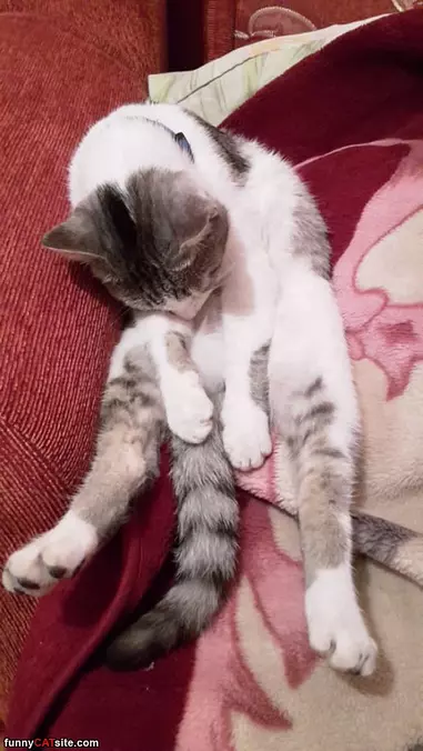 Flexy Cat