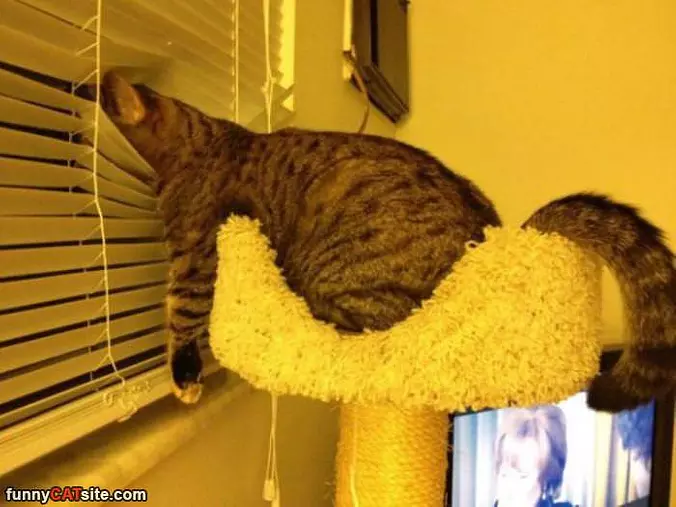 Relaxed Bird Watching