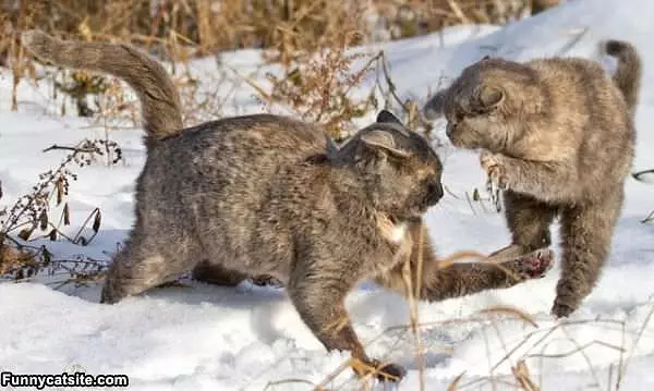 Snow Fight