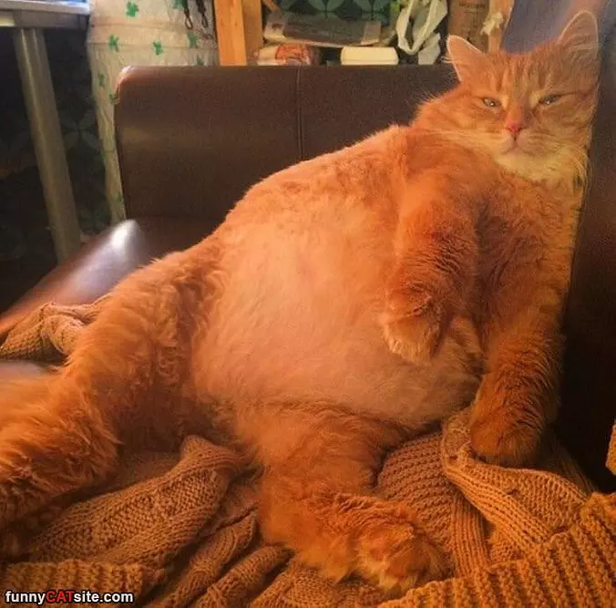 So Super Lazy Today
