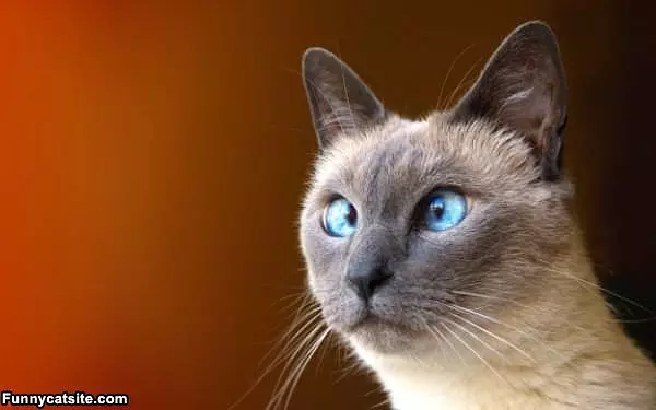 Cross Eyed
