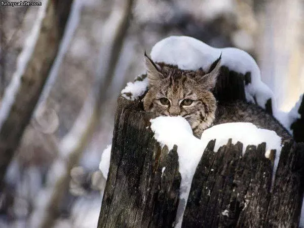 Stump Cat