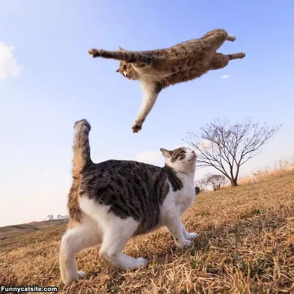 Supercat Attacks