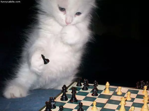 Chess Cat