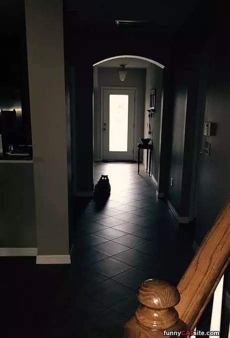 Spooky Cat