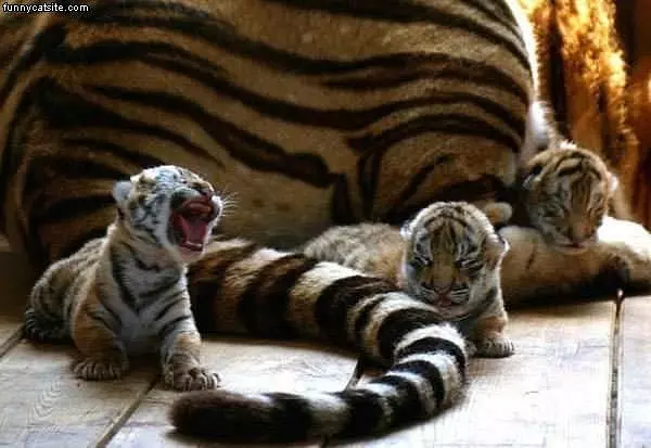 Littel Tigers