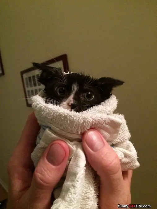 I Am A Little Burrito