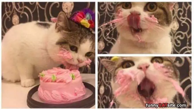 I Really Love Cake