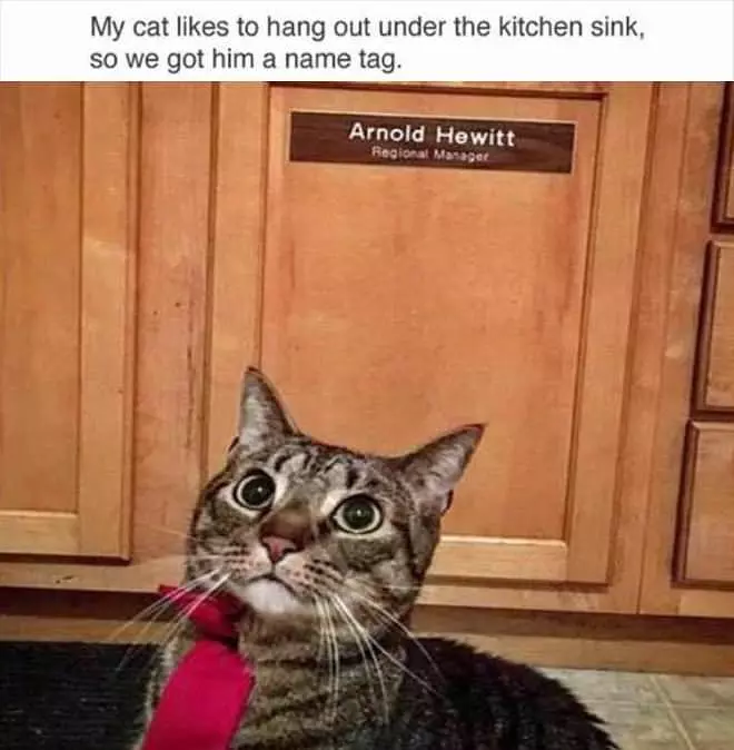 I Am The Manager Here