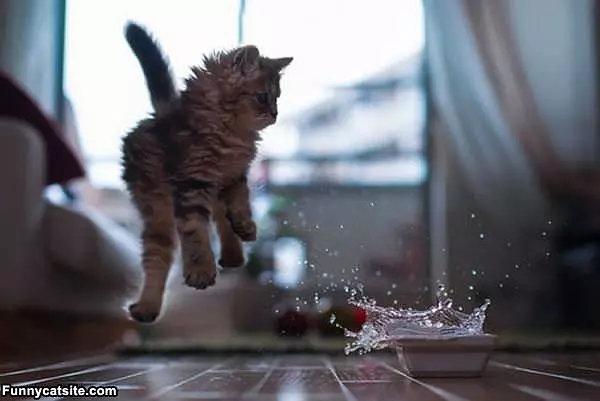 The Water Jumper