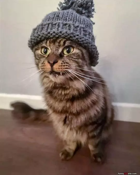 Hobo Kitty