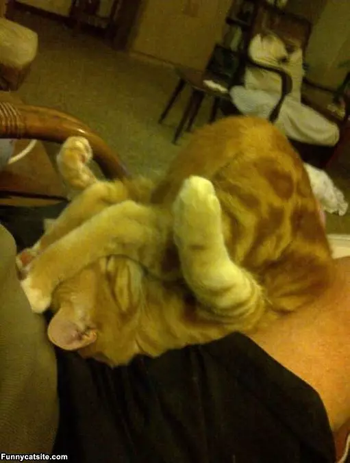 Cat Yoga