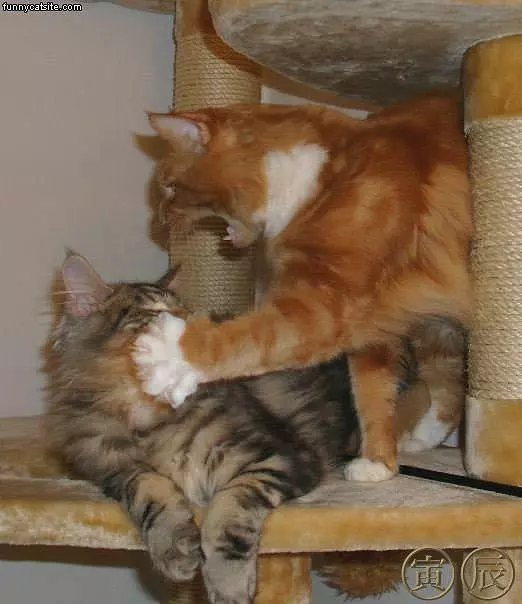 Get Out Of My Fort