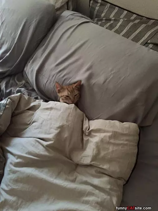 Do Not Disturb