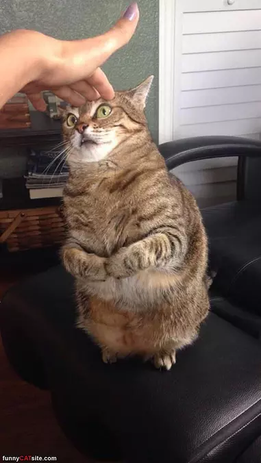 My Derpppp Face