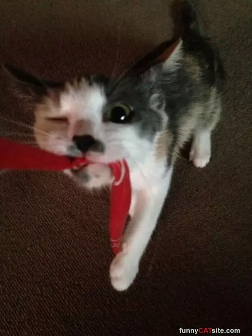 Givvveeee Meeee