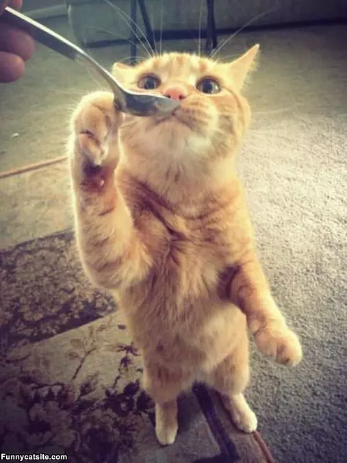 Gimme Some