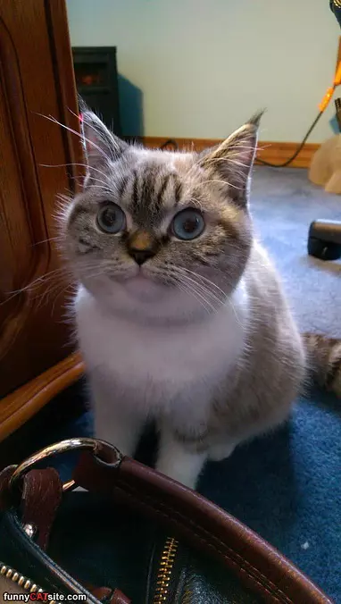 Huge Eyes Cat