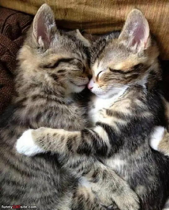 Cuties Sleeping
