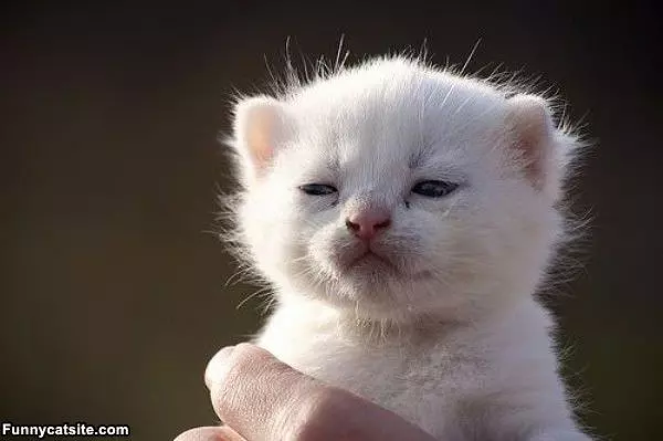 Smug Kitten