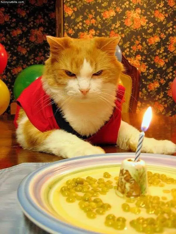 Cats Birthday